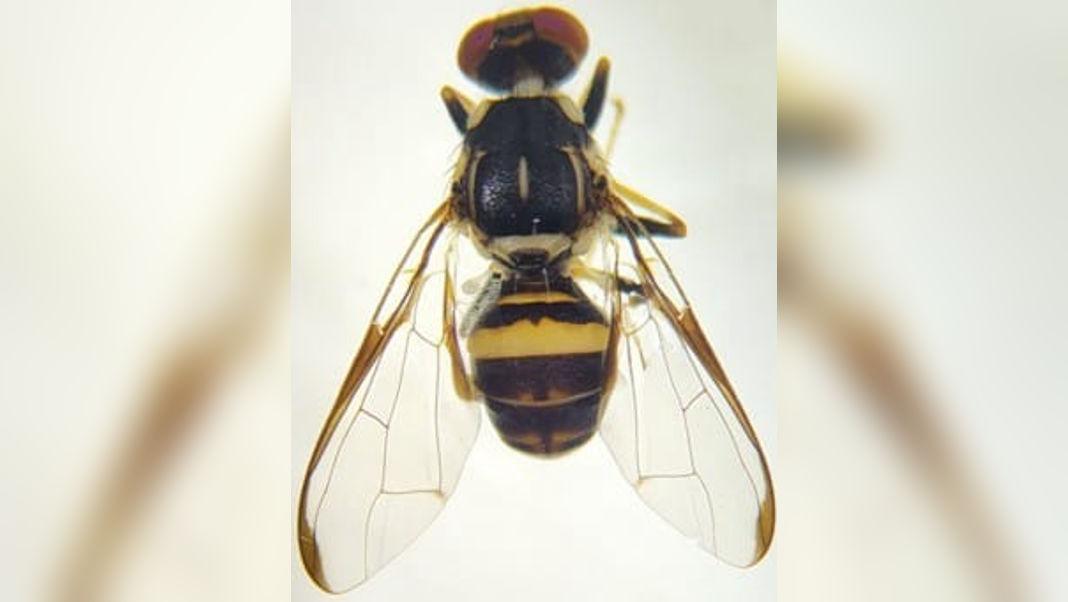 New Fruit Fly Species Discovered in India